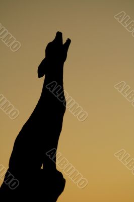 Silhouette Coyote Howling 2