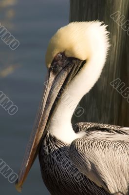 Brown Pelican Portrait