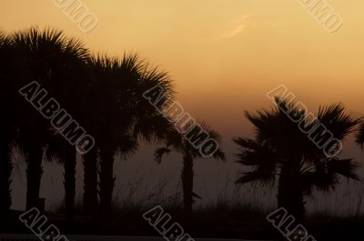 Row of Silhouetted Palm Trees