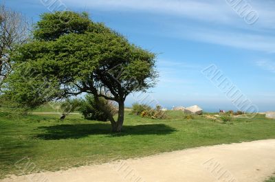 Tree in the wind