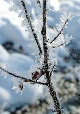 Winter view