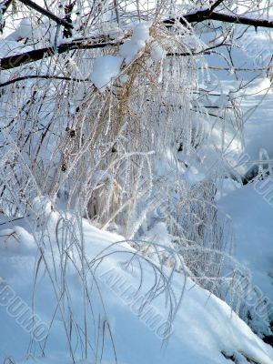 Winter view