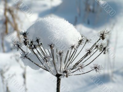 Winter view