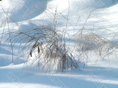 Winter view