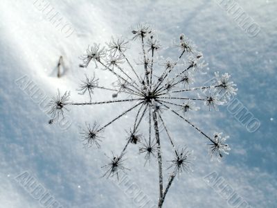 Winter view