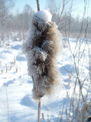 Reed in winter