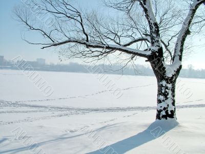 Tree on the shore of the icy lake