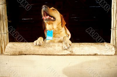 dog at wooden reception desk