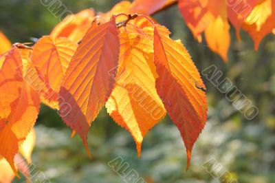 Orange-yellow autumn leaves
