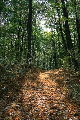  Autumn Forest