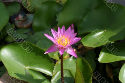 Lotus flower