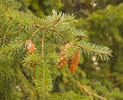 Fir Bough and Cones