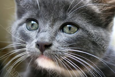 Gray kitten