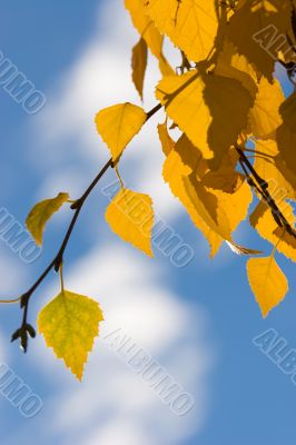 autumn leaves