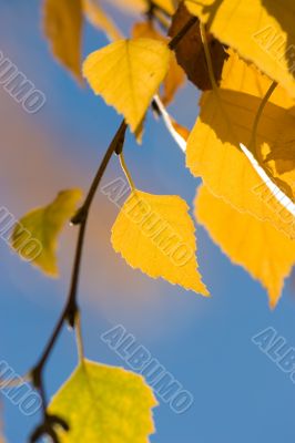 autumn leaves