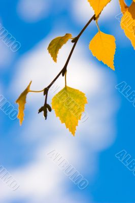 autumn leaves