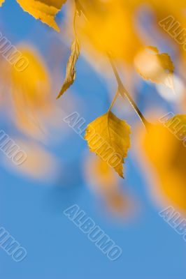 autumn leaves