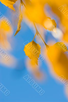 autumn leaves