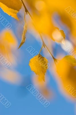 autumn leaves