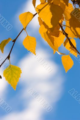 autumn leaves