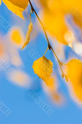 autumn leaves