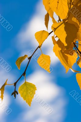 autumn leaves
