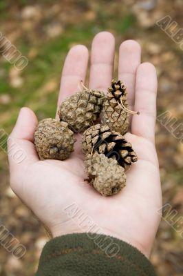 pine cones in hand