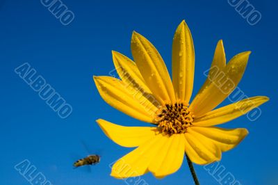 yellow flower and bee