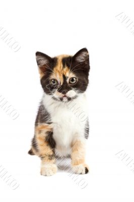 Kitten sits