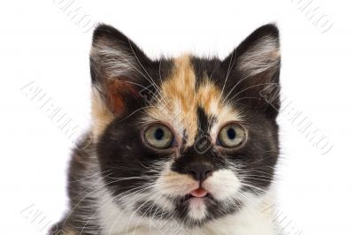 Portrait kitten