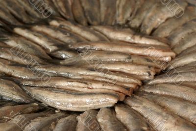 Lot`s of herring...
