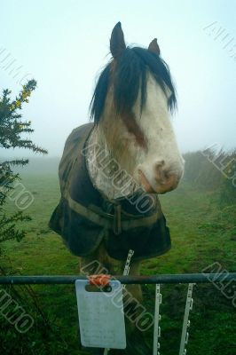 big horse, foggy morn
