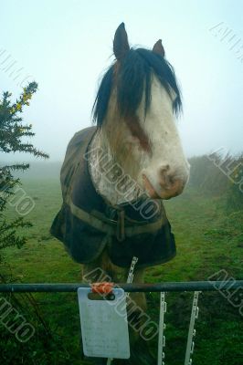 big horse, foggy morn