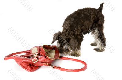 Dog In Handbag