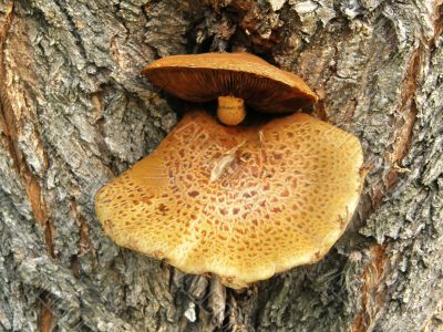 Mushrooms on a tree trunk