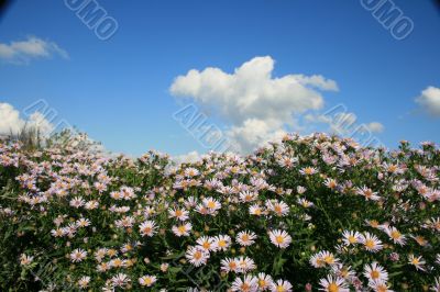 Cloudy deep blue sky over bed of wild flowers