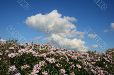 Cloudy deep blue sky over bed of wild flowers