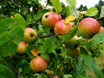 apple garden