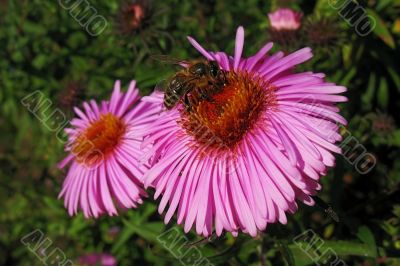 bee and pink flower