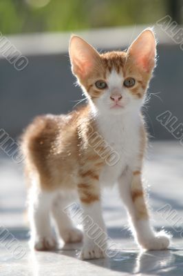 Cute red kitten