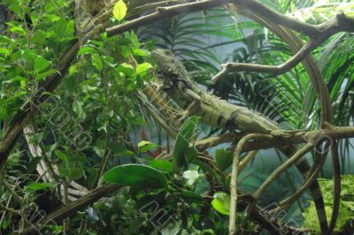 Iguana