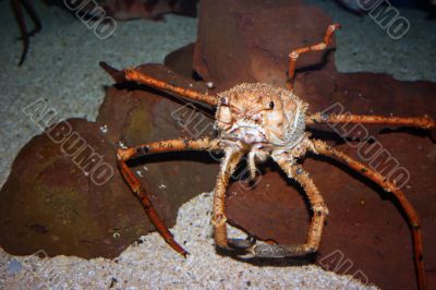 Mediterranean crab