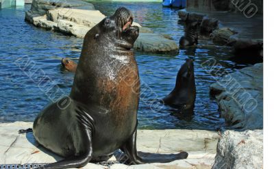 Curious seal