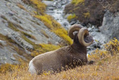 Rocky Mountain Sheep I