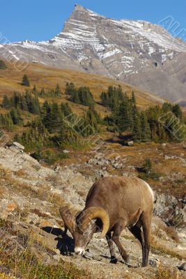 Rocky Mountain Sheep L