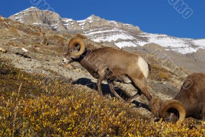 Rocky MountainSheep M