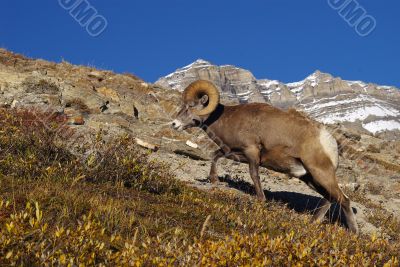 Rocky Mountain Sheep N