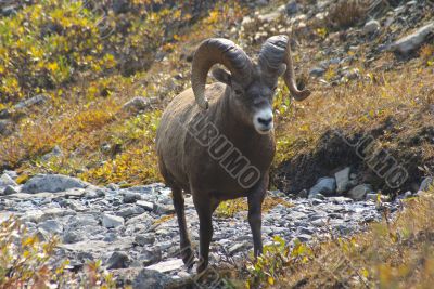 Rocky Mountain Sheep O
