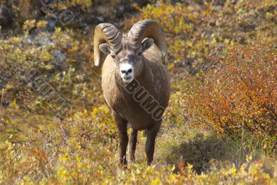 Rocky MountainSheep P