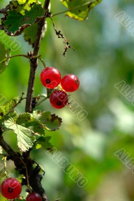 currant